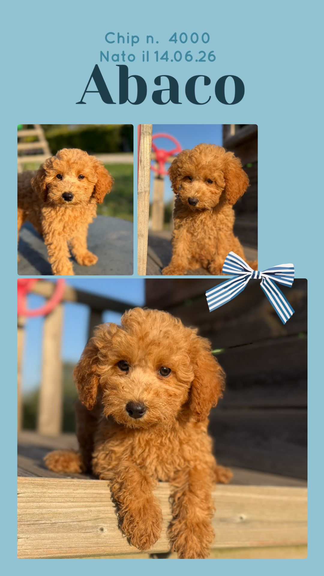 Abaco, cucciolo Simil Barbone