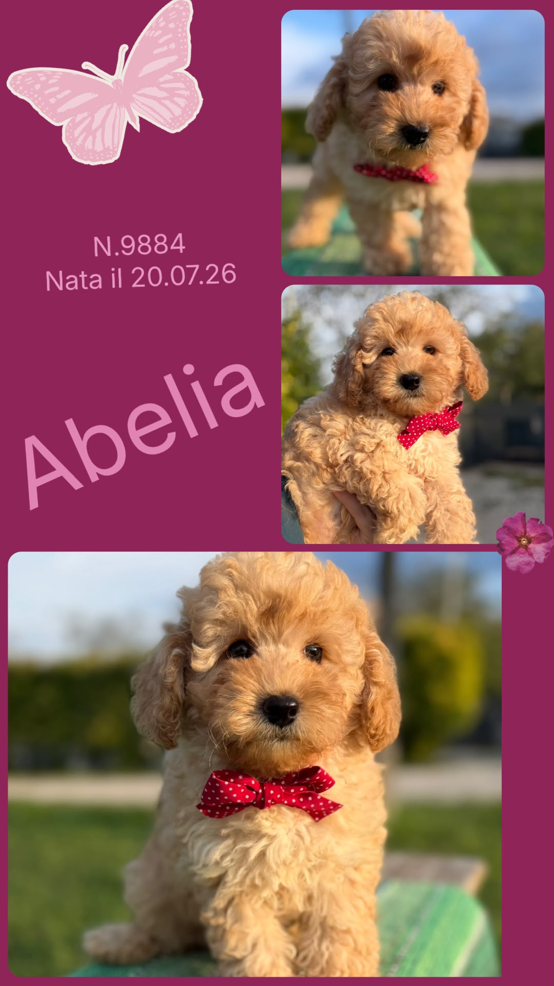 Abelia, cucciola Simil Barbone