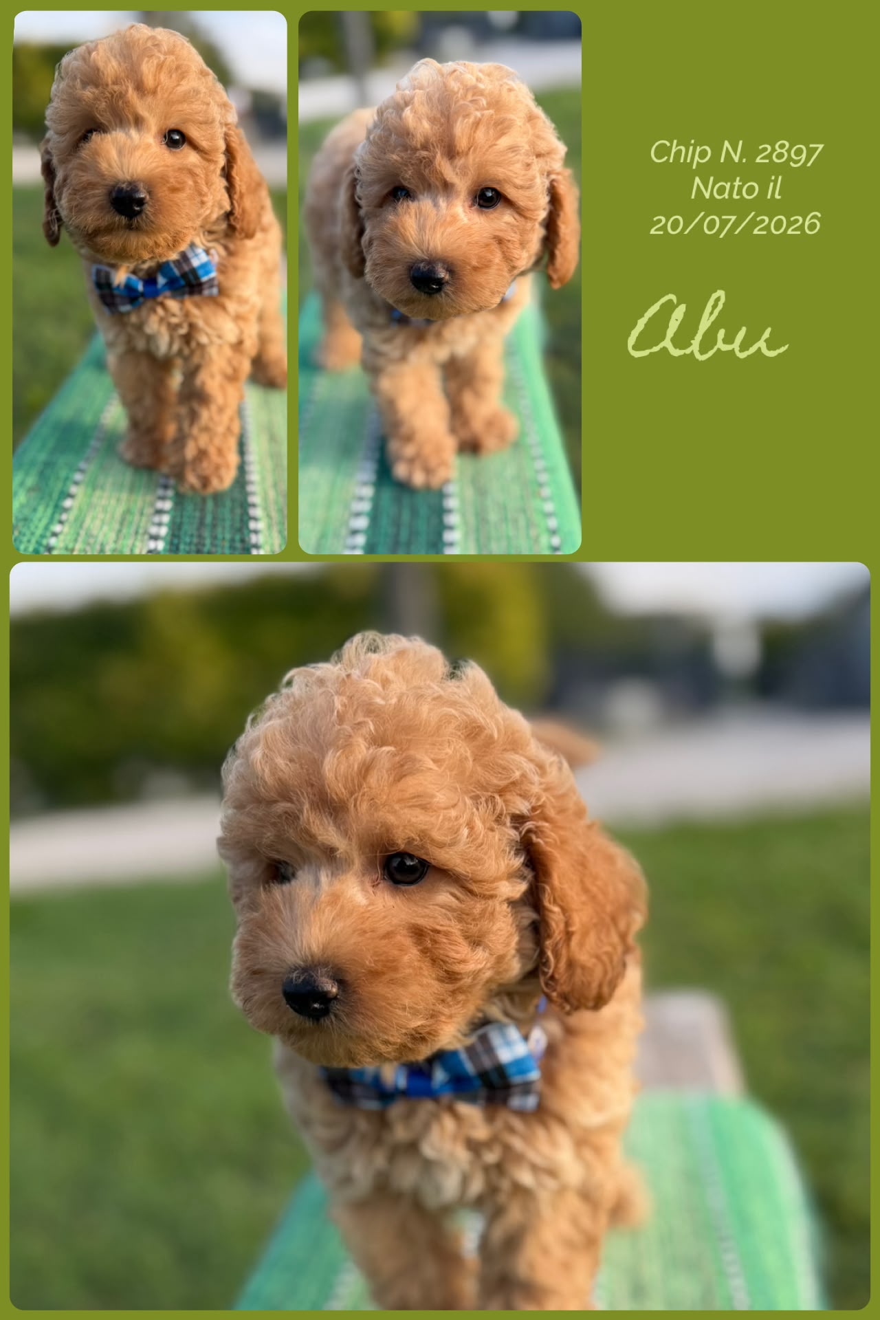 Abu, cucciolo Simil Barbone