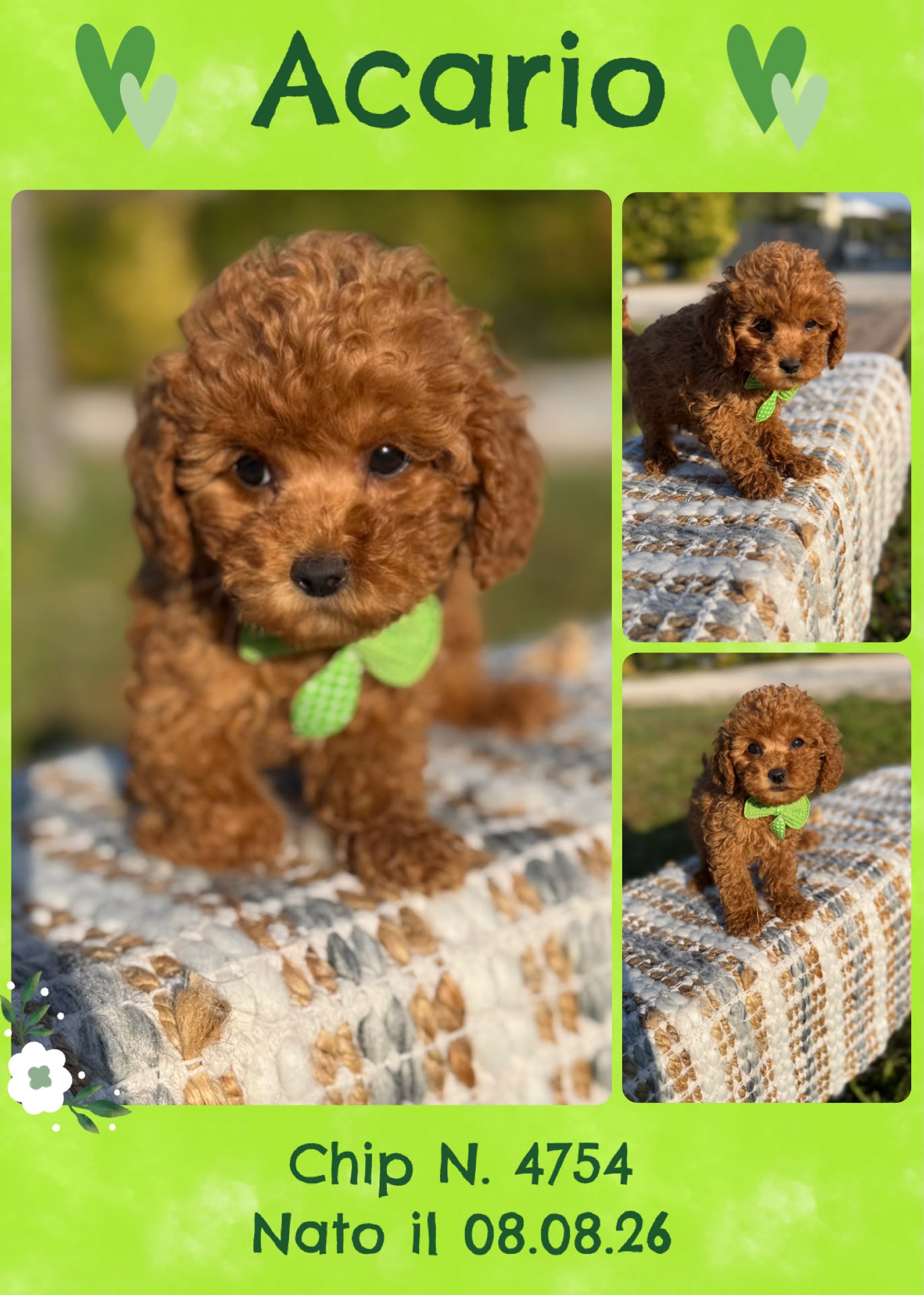 Acario, cucciolo Simil Barbone