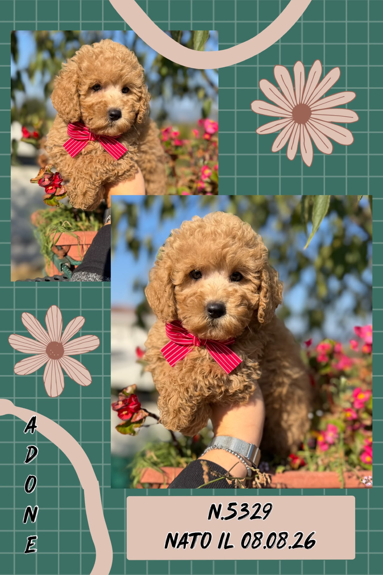 Adone, cucciolo Simil Barbone