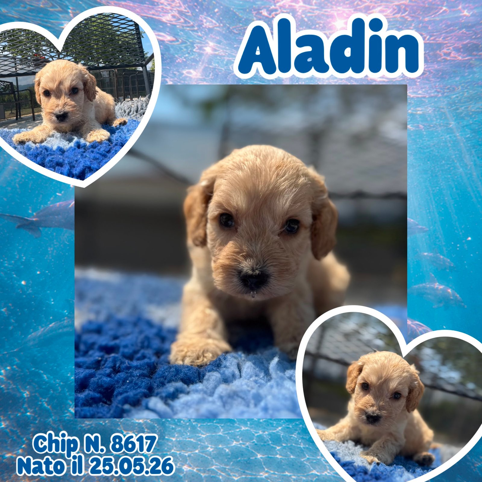 Aladin, cucciolo di Cockapoo
