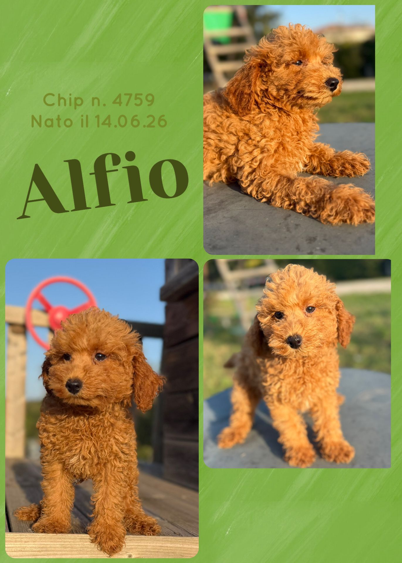 Alfio, cucciolo Simil Barbone