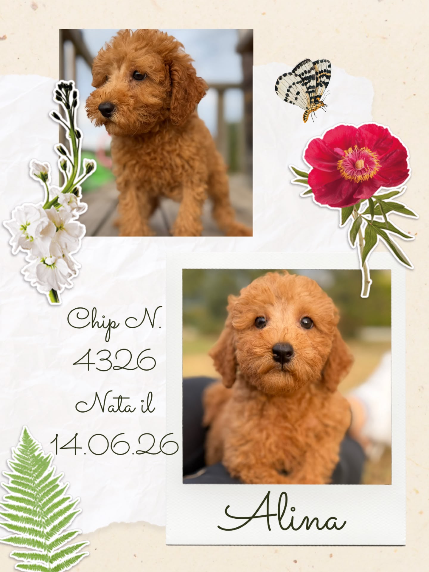 Alina, cucciola Simil Barbone