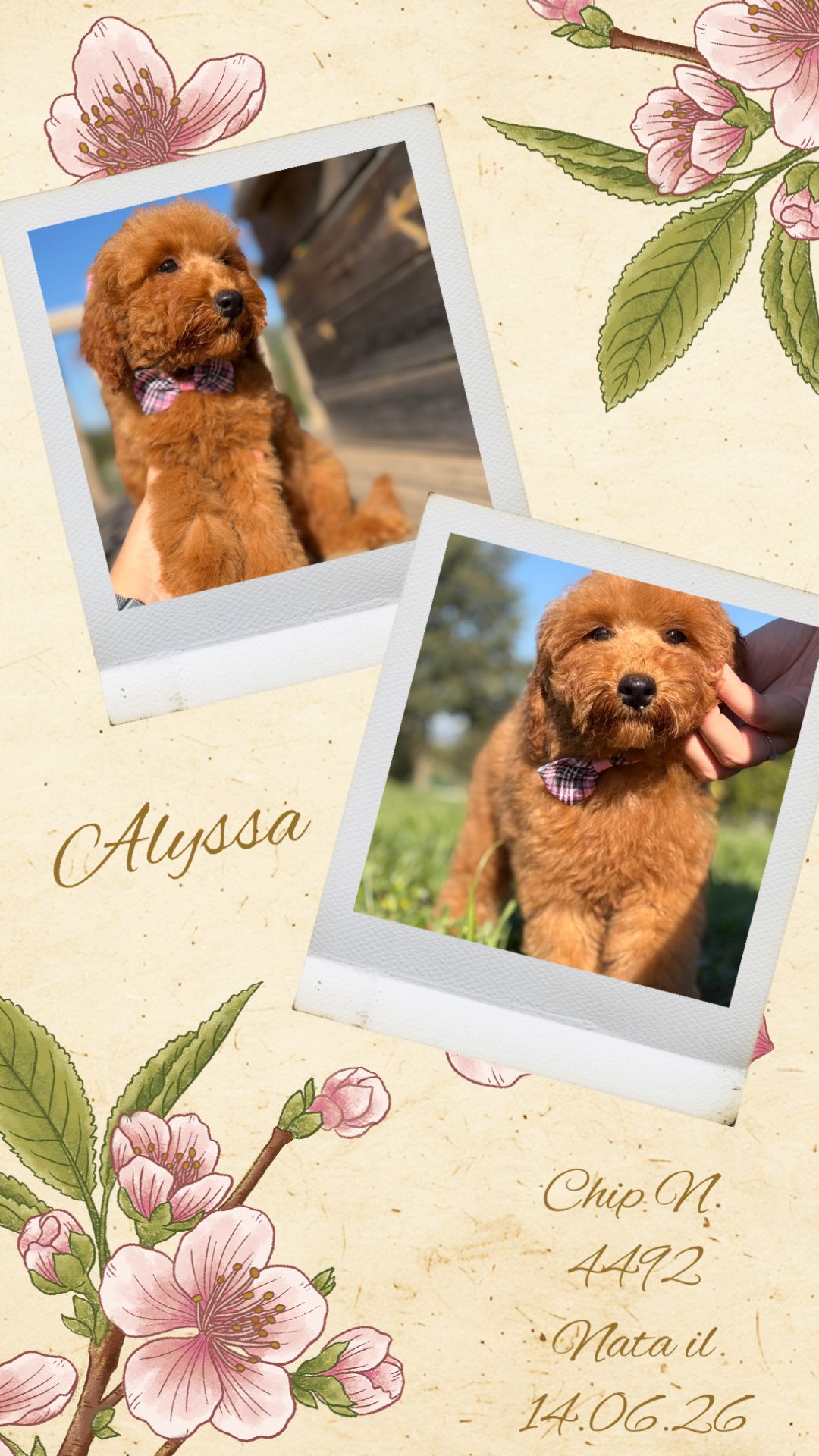 Alyssa, cucciola Simil Barbone