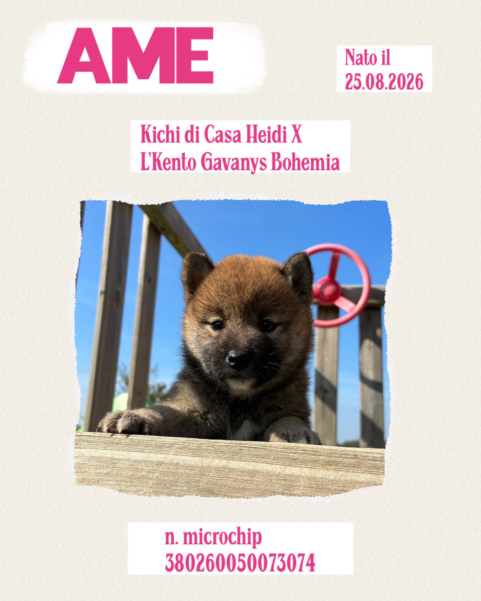Ame, cucciolo di Shiba Inu