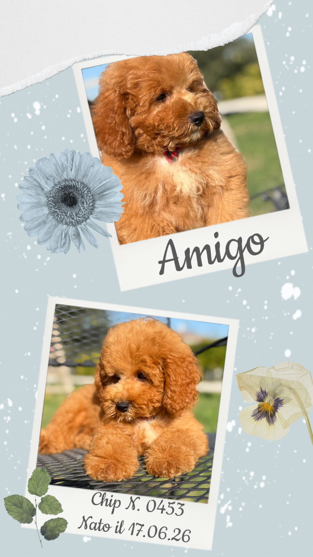 Amigo, cucciolo Simil Barbone