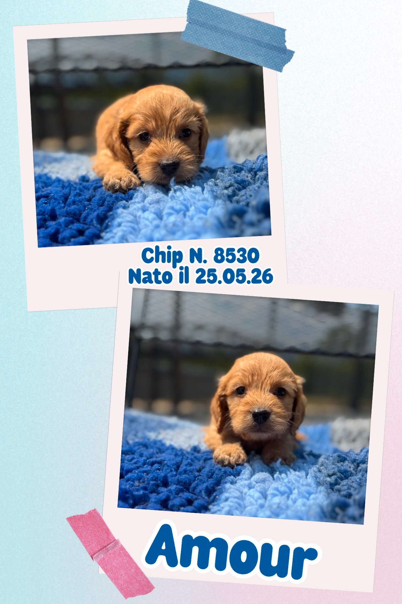Amour, cucciola di Cockapoo