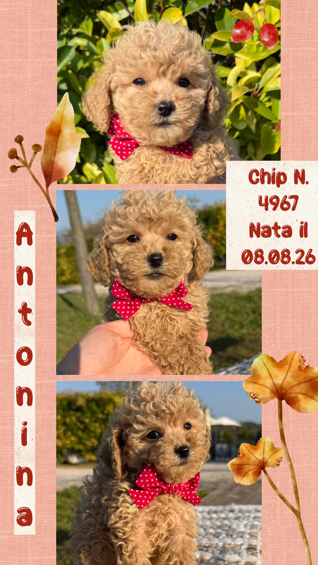 Antonina, cucciola di Simil Barbone