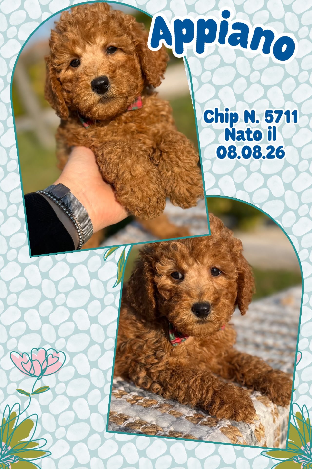 Appiano, cucciolo Simil Barbone