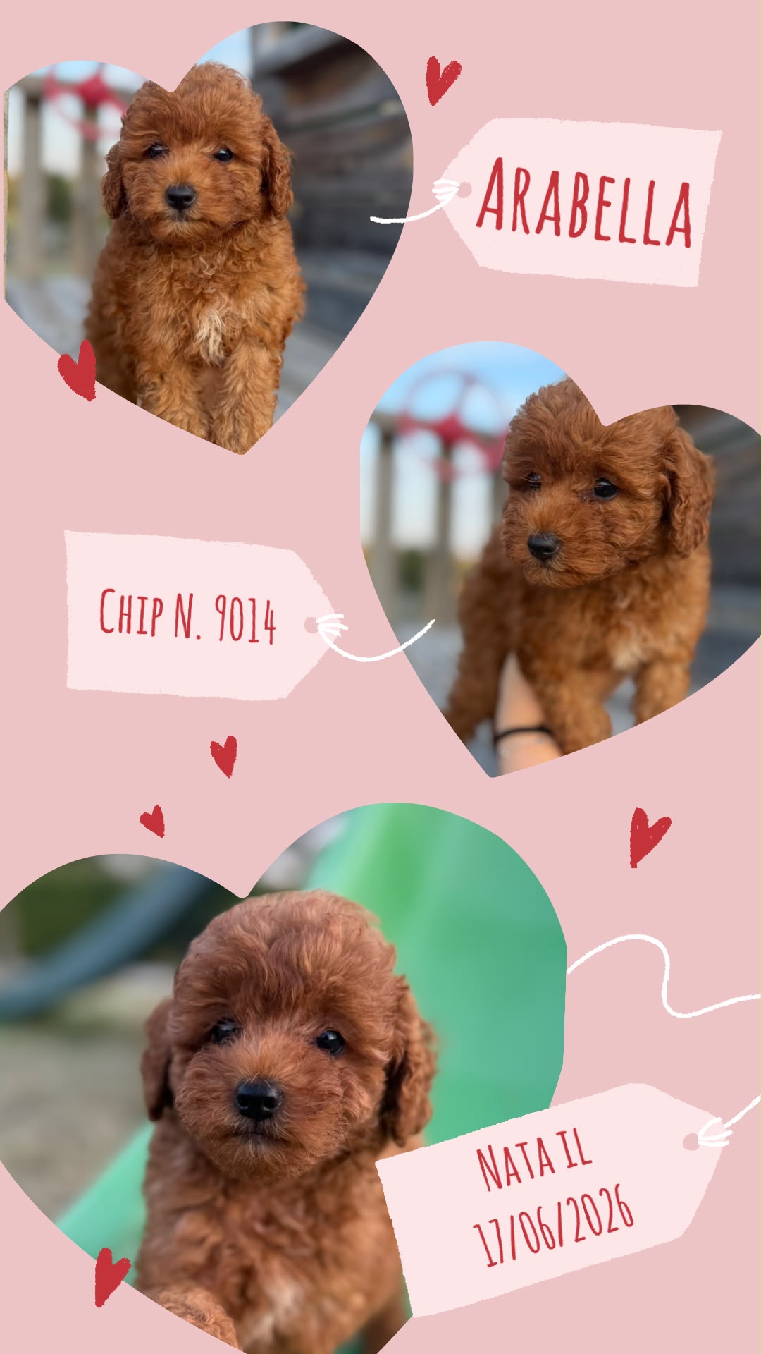 Arabella, cucciola Simil Barbone