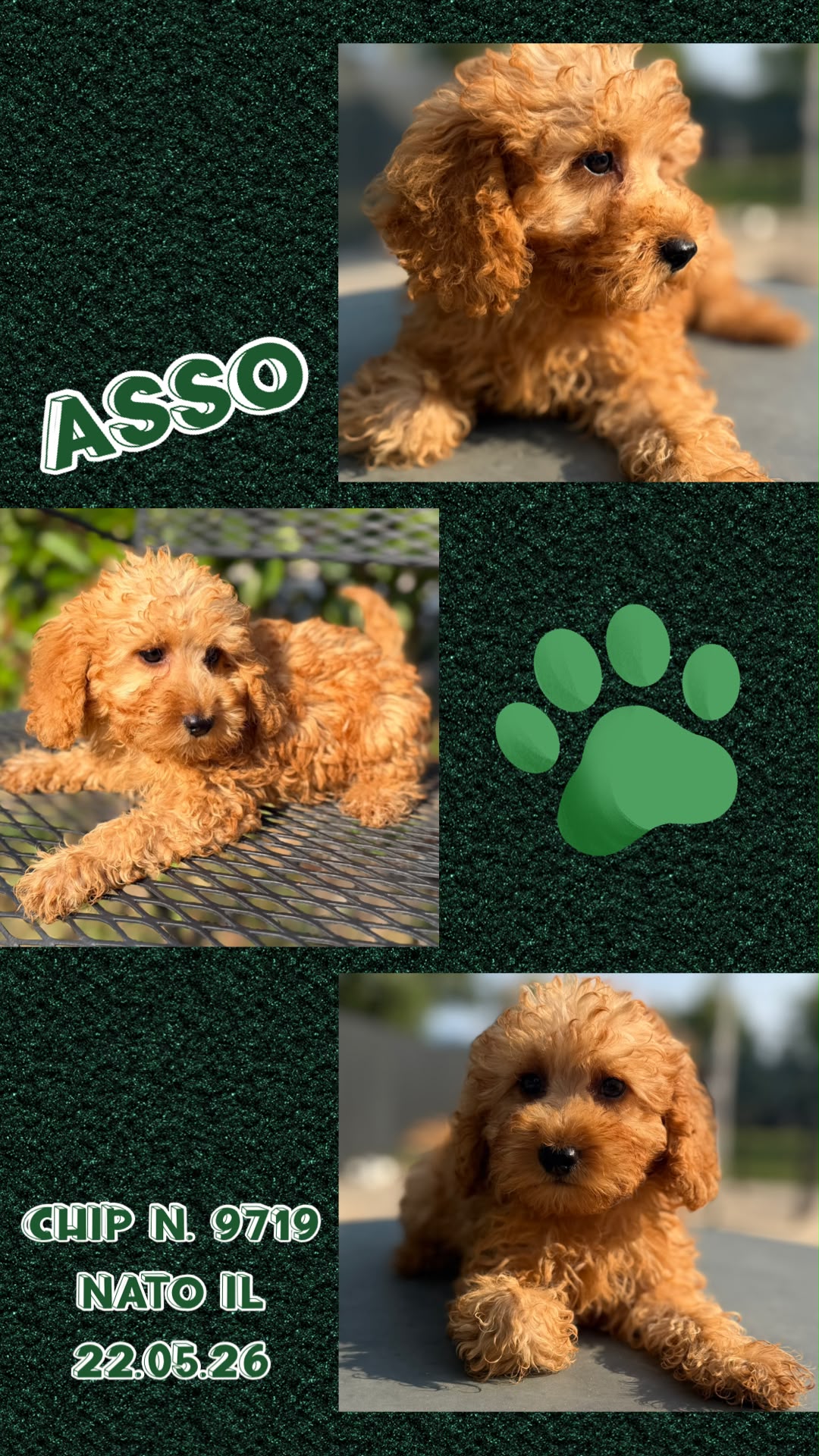 Asso, cucciolo Simil Barbone