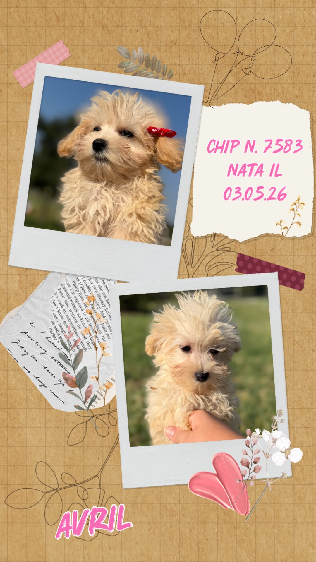 Avril, cucciola di Maltipoo