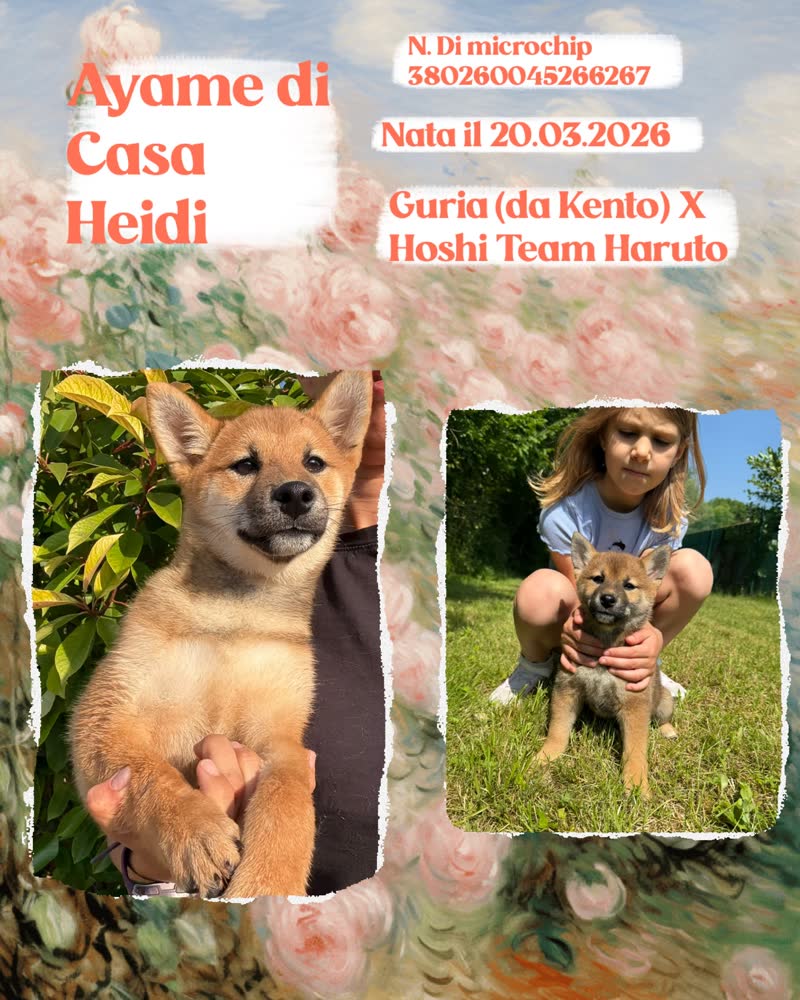 Ayame di Casa Heidi, cucciola di Shiba Inu