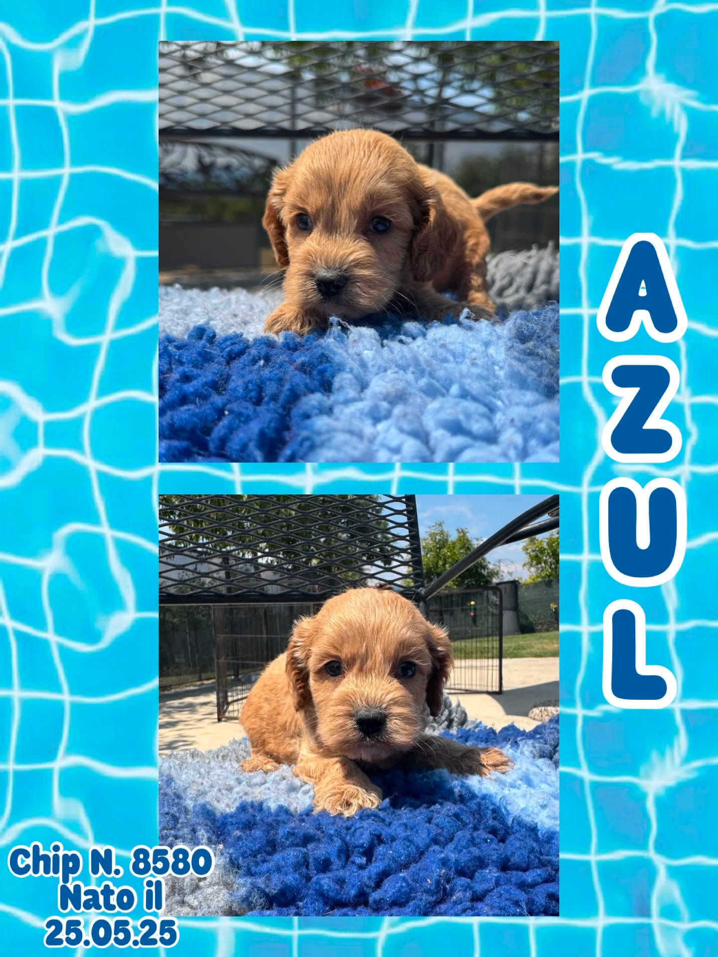 Azul, cucciolo di Cockapoo