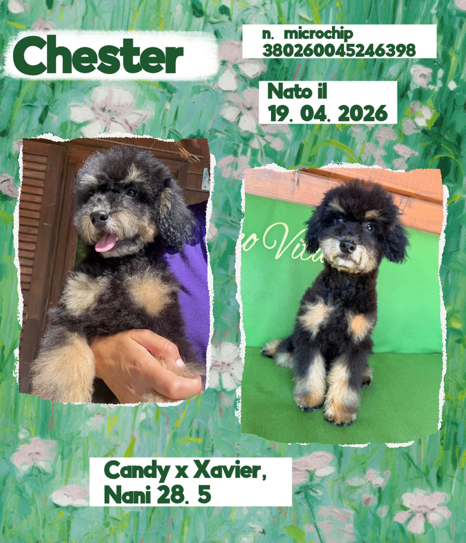 Chester, cucciolo Simil Barbone