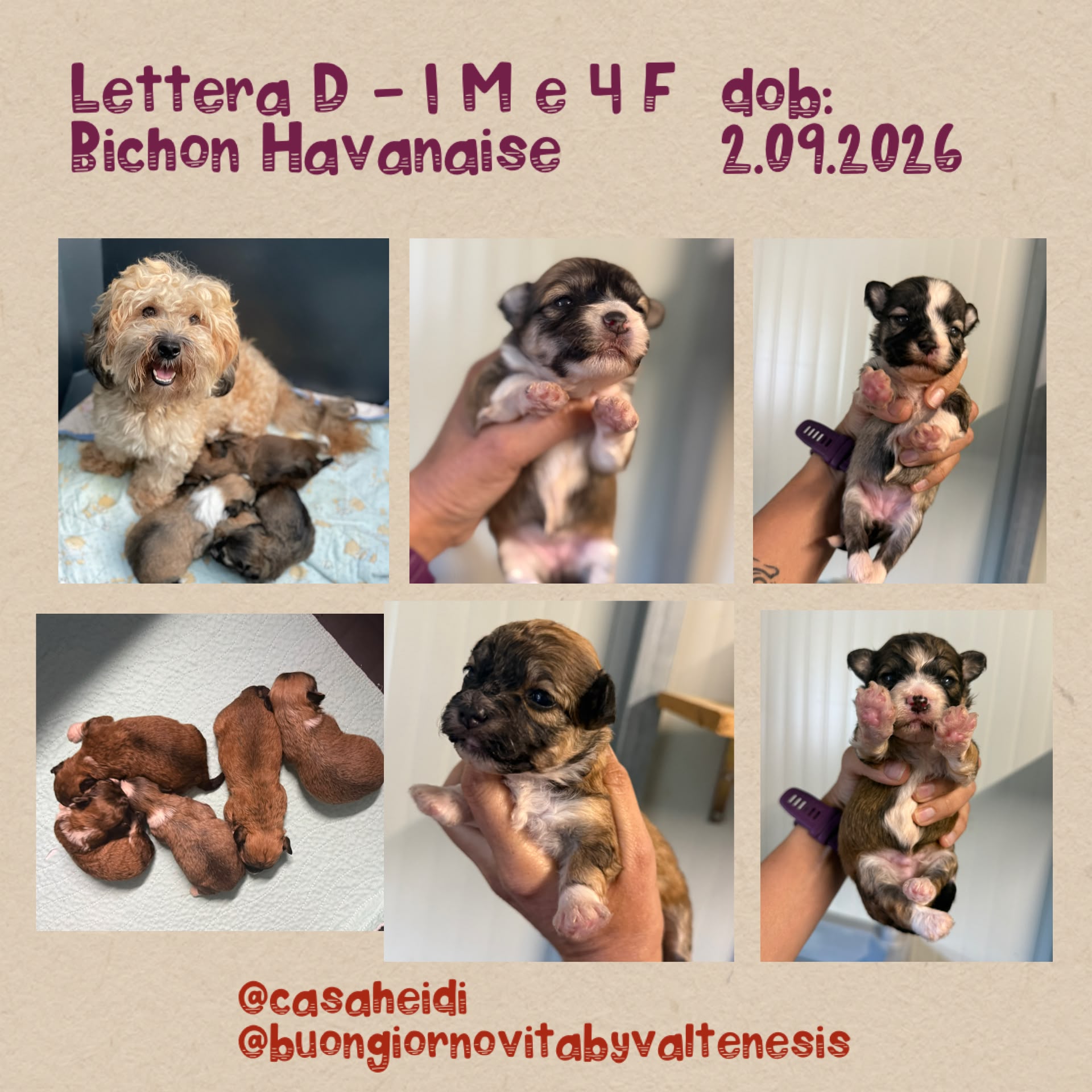 Nuova cucciolata di Bichon Havanese, lettera D