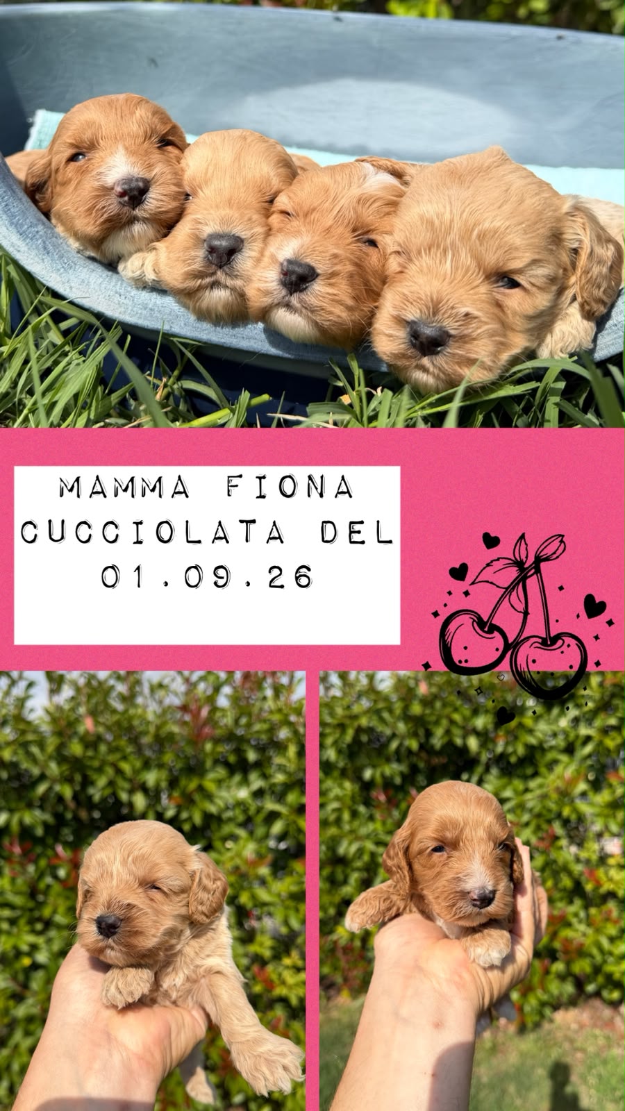 Cucciolata di Cockapoo, mamma Fiona
