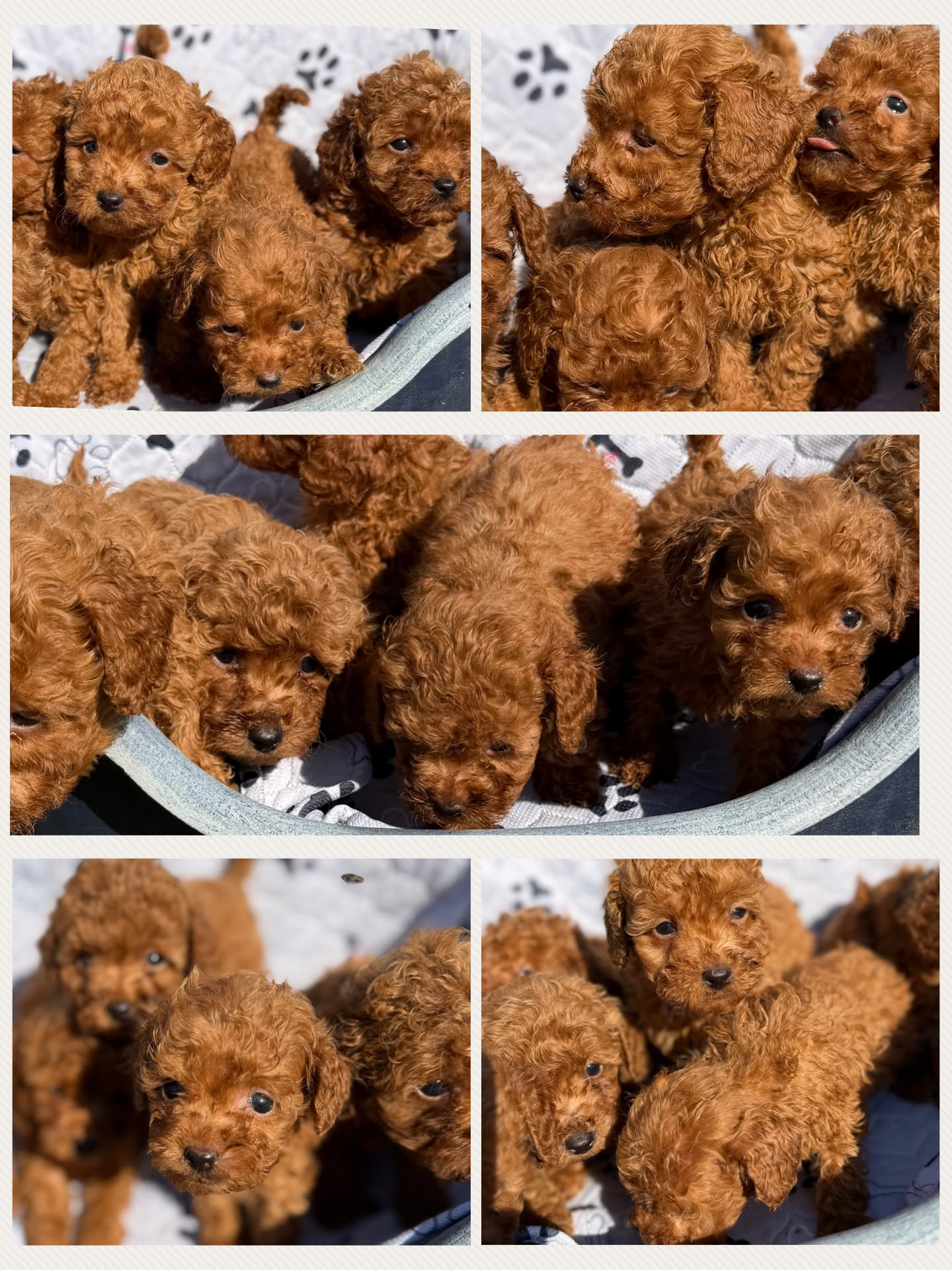 Cucciolata Giorgia, cuccioli di Barbone Nano