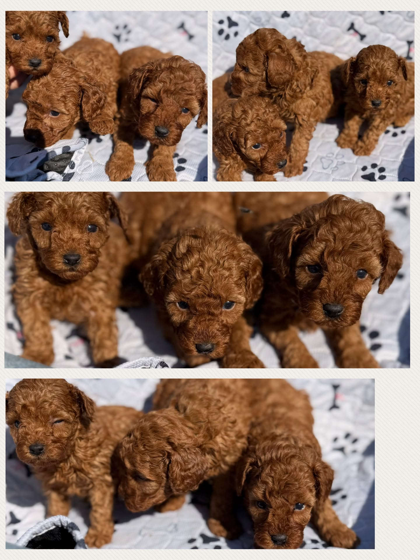 Cucciolata Kalma, cuccioli di Barbone Nano
