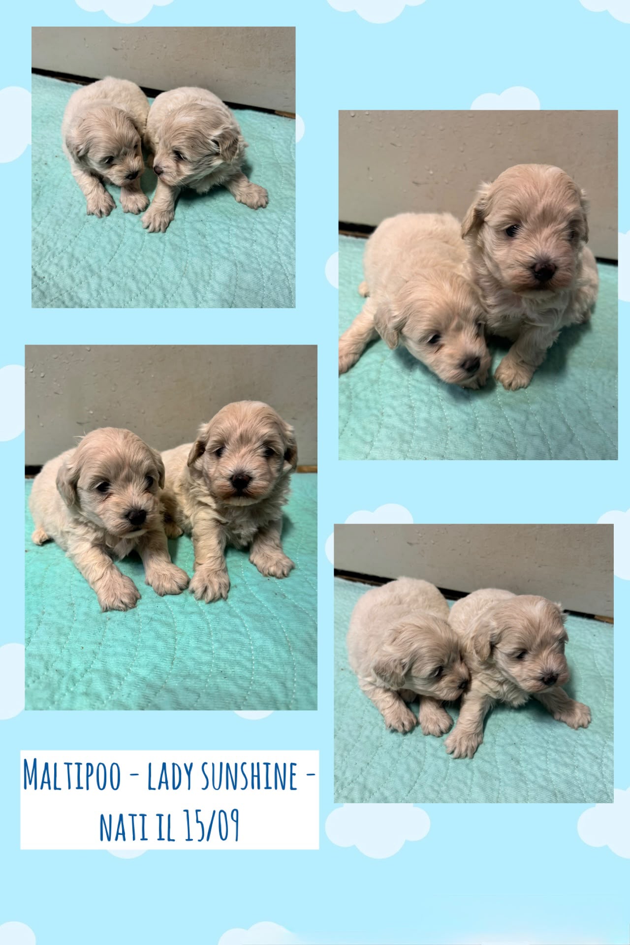 Cucciolata Lady Sunshine, cuccioli di Maltipoo