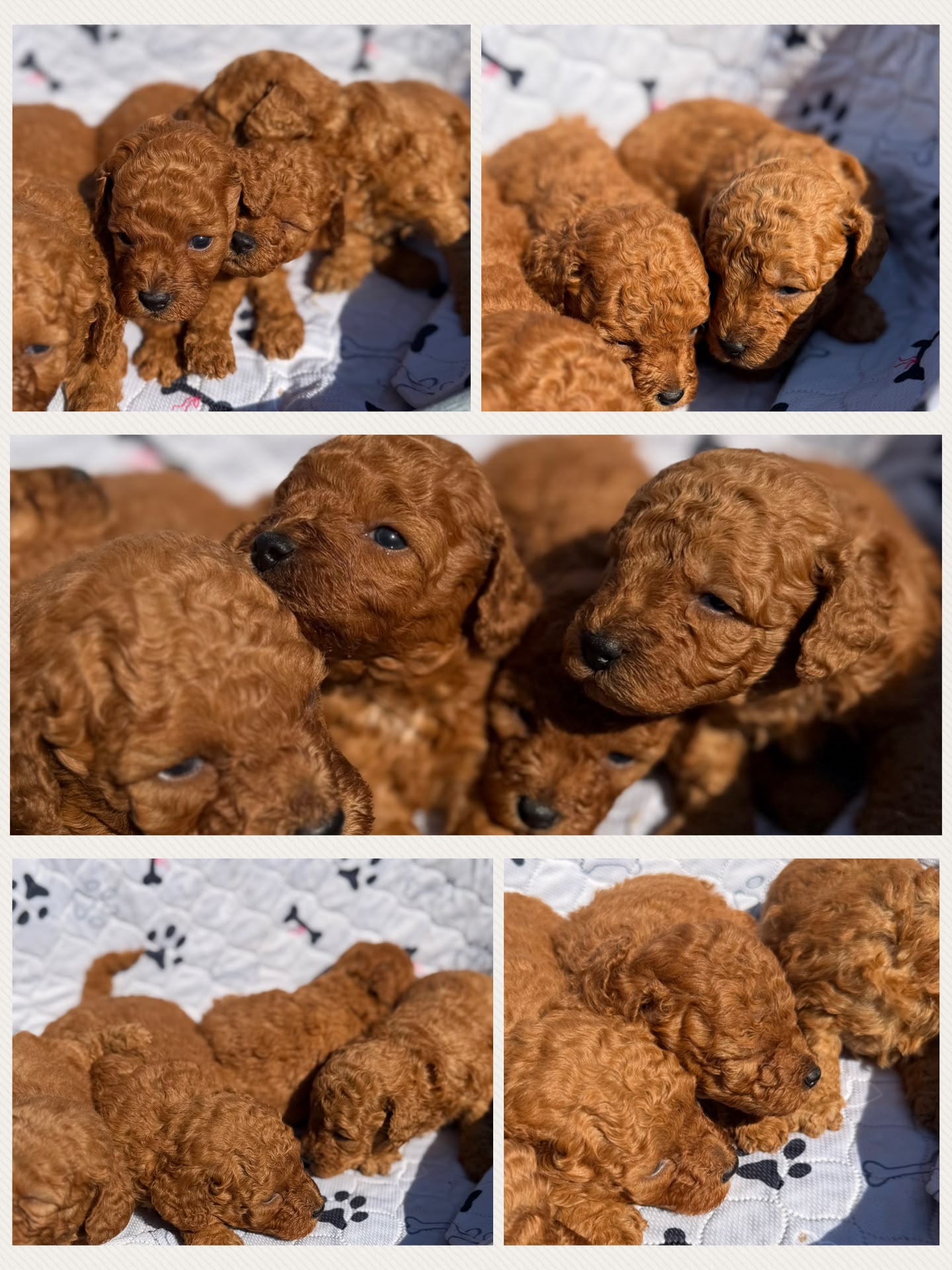 Cucciolata Malizia, cuccioli di Simil Barbone