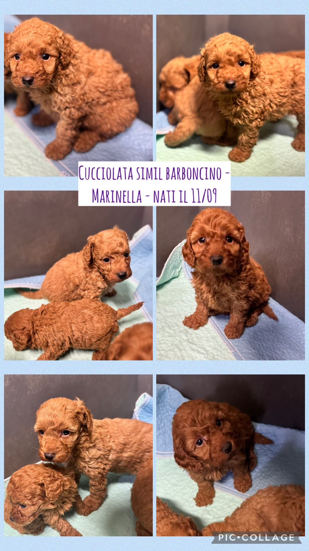 Cucciolata Marinella, cuccioli di Simil Barbone