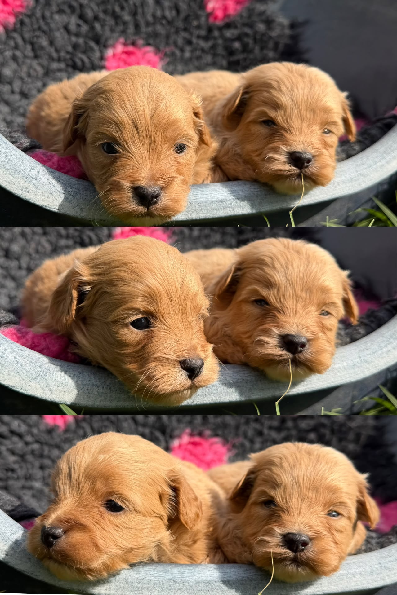 Cucciolata Pila — maschi, cuccioli di Maltipoo