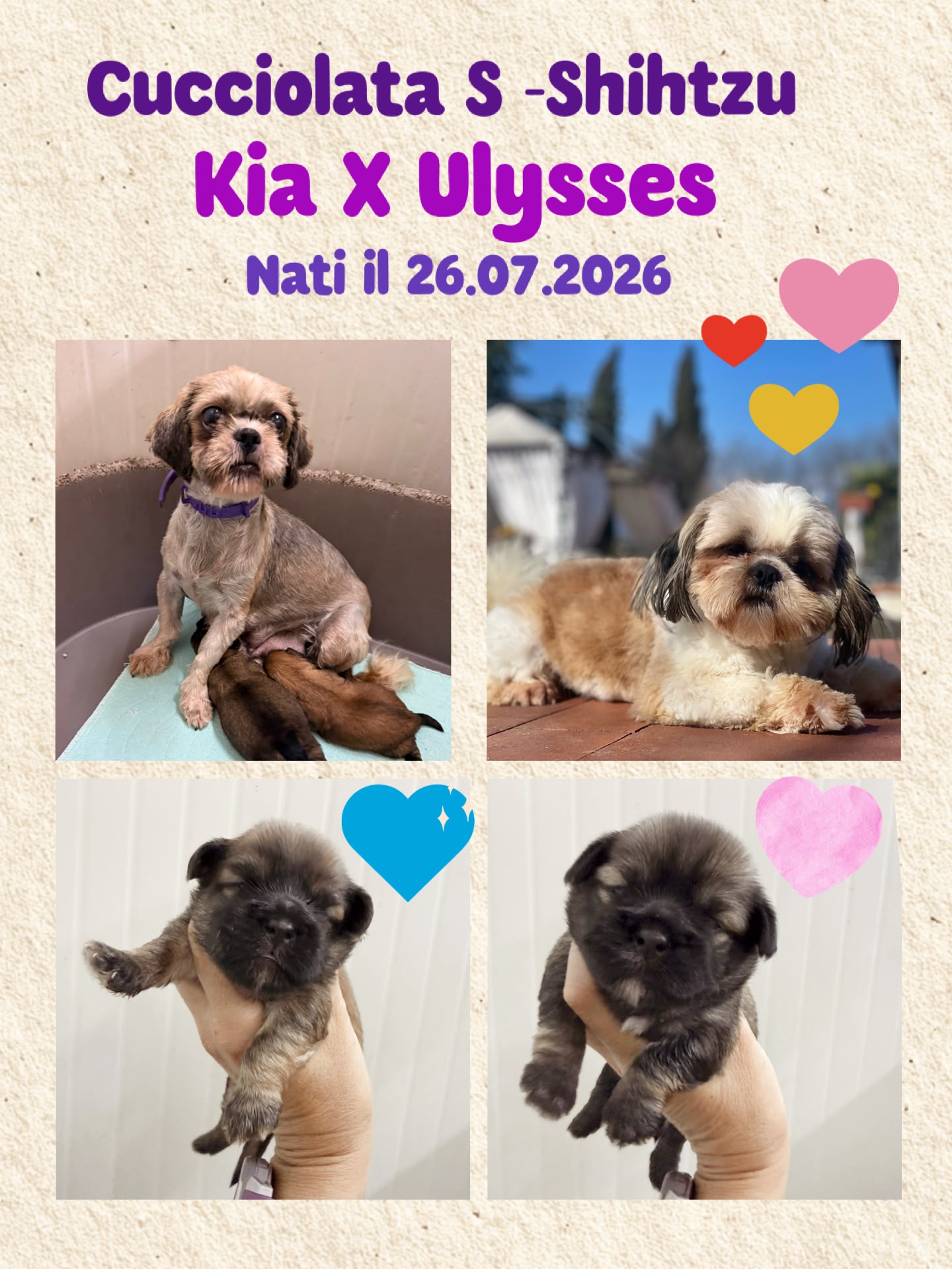 Nuova cucciolata di Shih Tzu, mamma Kia e papà Ulysses