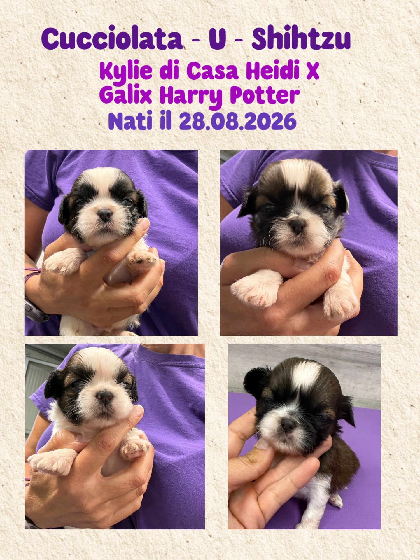Nuova cucciolata di Shih Tzu, mamma Kylie di Casa Heidi e papà Galix Harry Potter