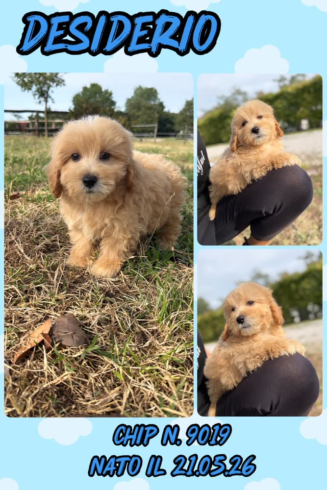 Desiderio, cucciolo di Maltipoo