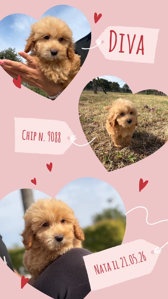 Diva, cucciola di Maltipoo