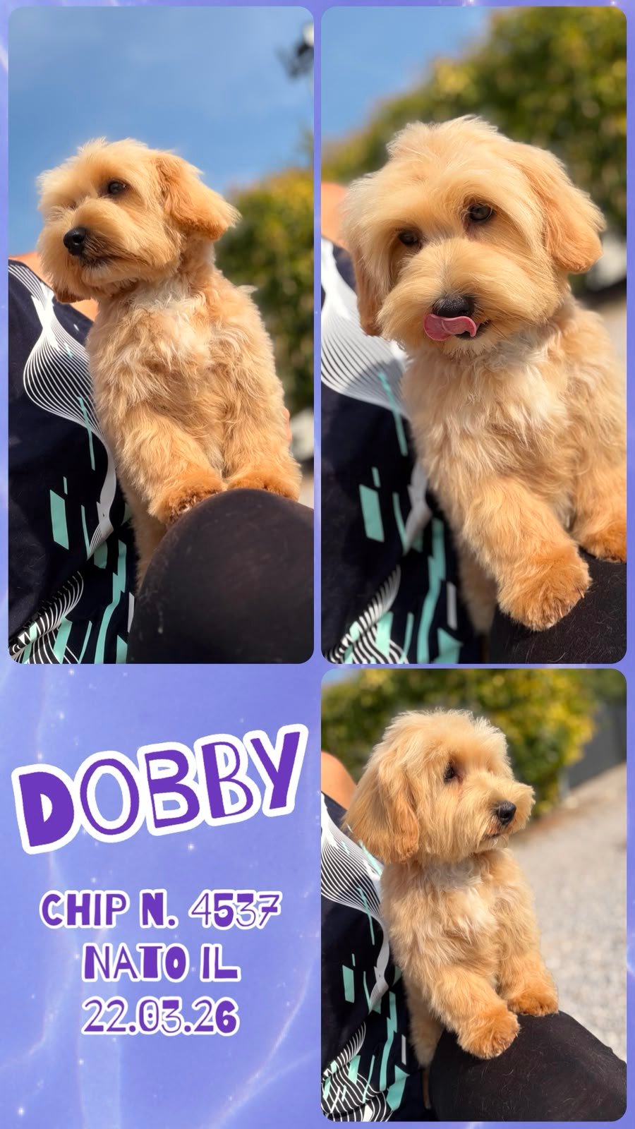 Dobby, cucciolo di Maltipoo