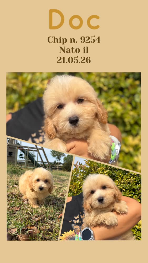 Doc, cucciolo di Maltipoo