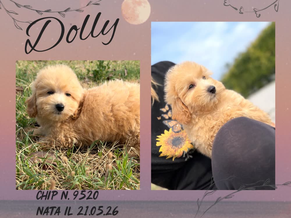 Dolly, cucciola di Maltipoo