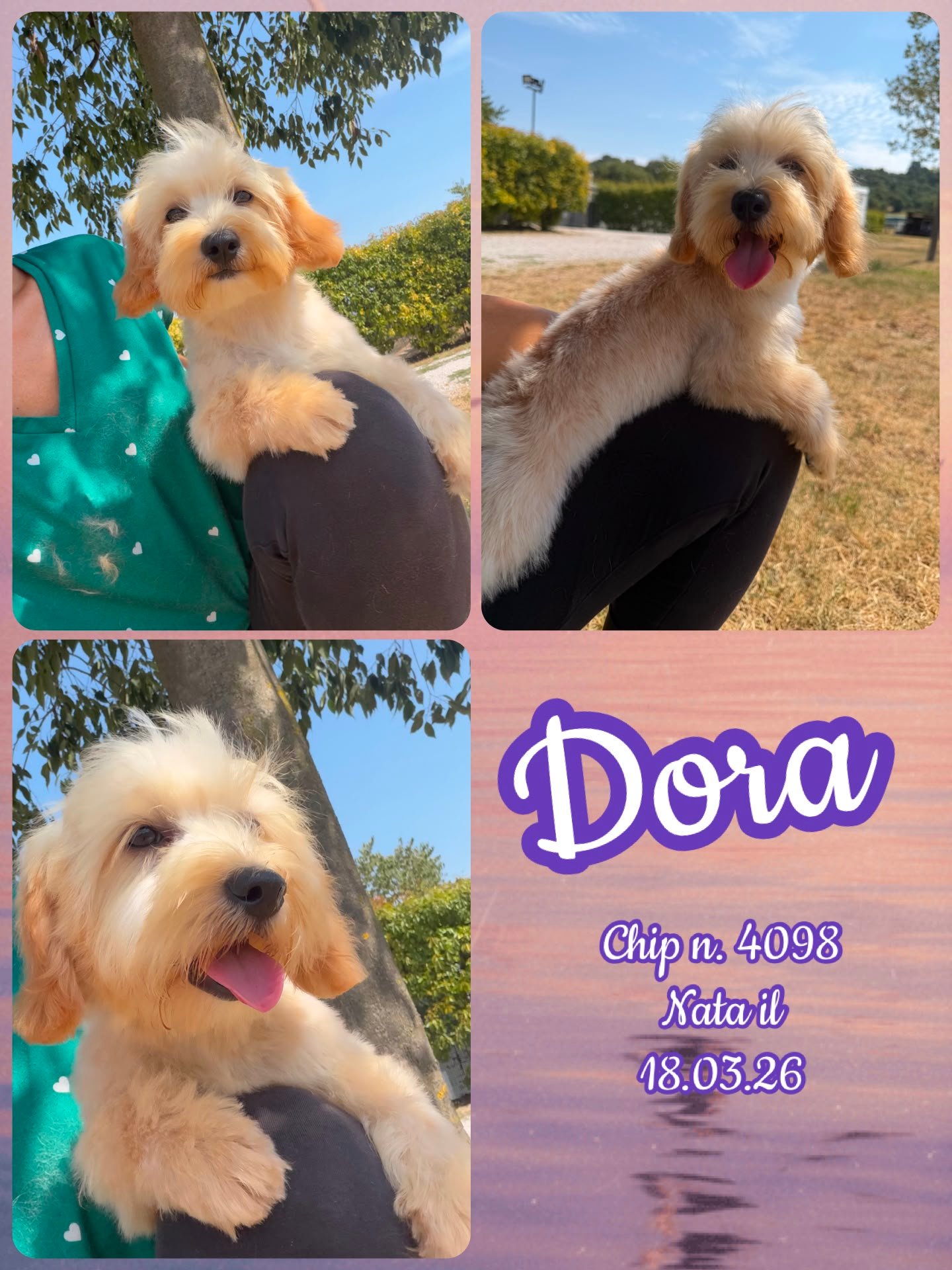 Dora, cucciola di Maltipoo