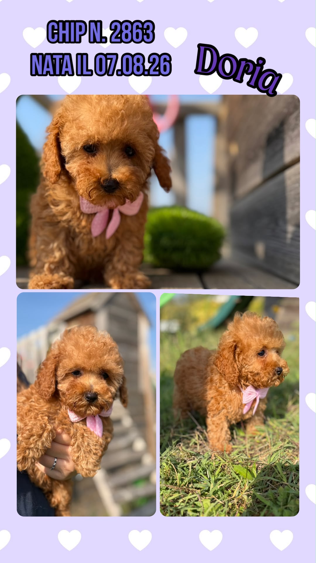 Doria, cucciola di Barbone Nano