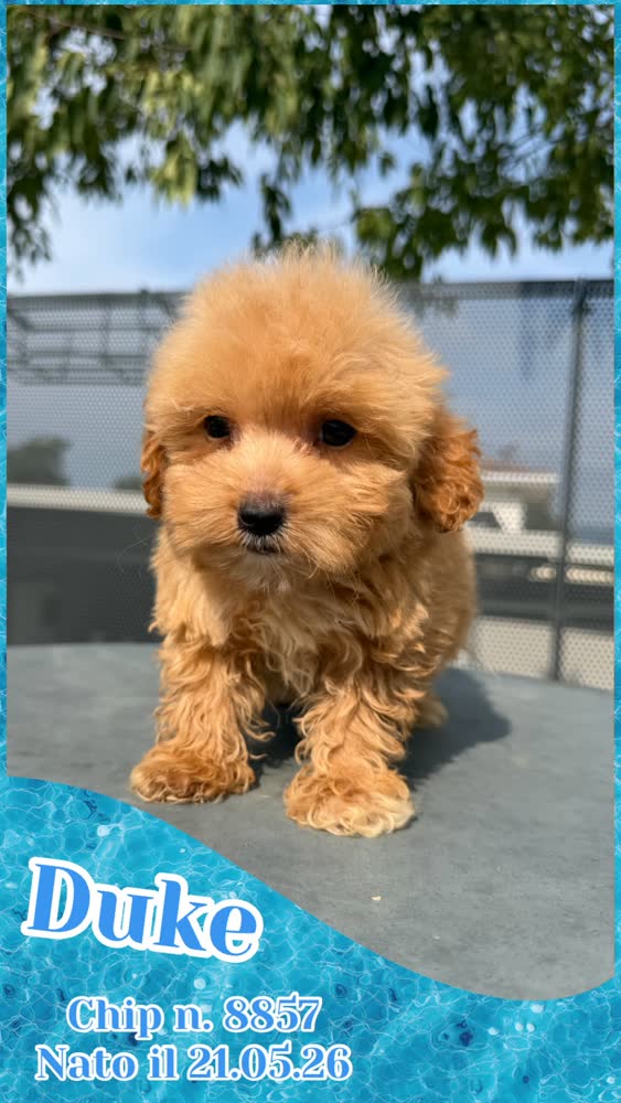 Duke, cucciolo di Maltipoo