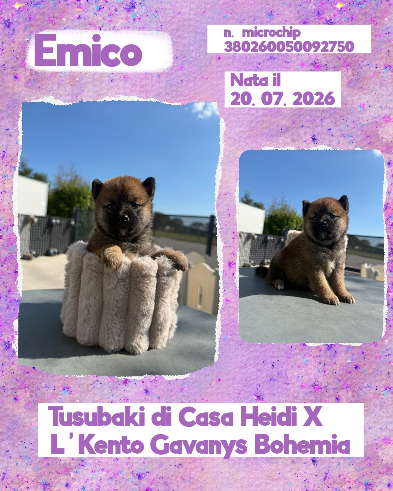 Emico, cucciola di Shiba Inu