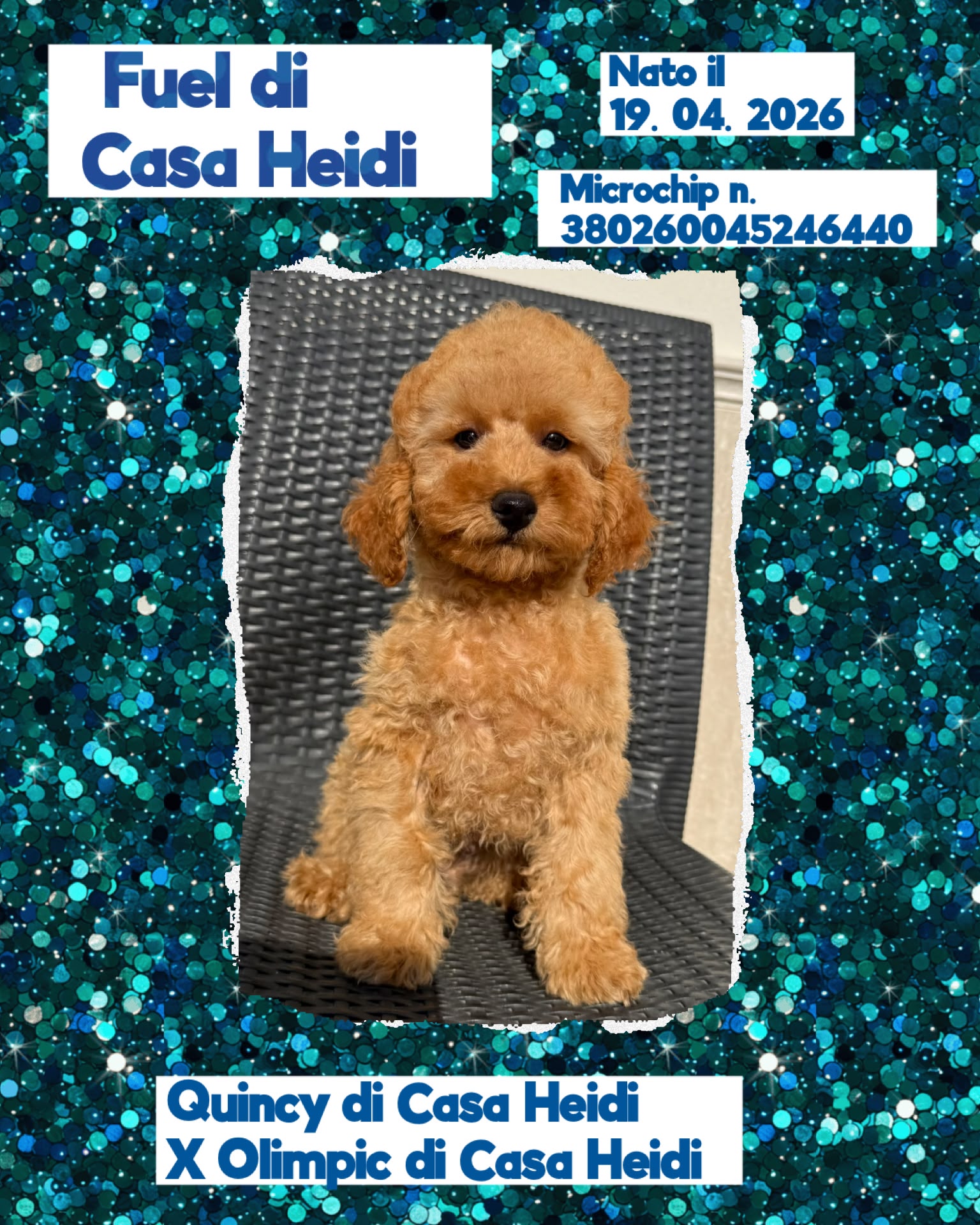Fuel di Casa Heidi, cucciolo di Barbone Nano