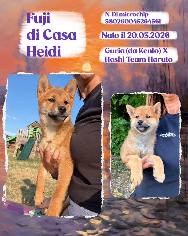 Fuji di Casa Heidi, cucciolo di Shiba Inu