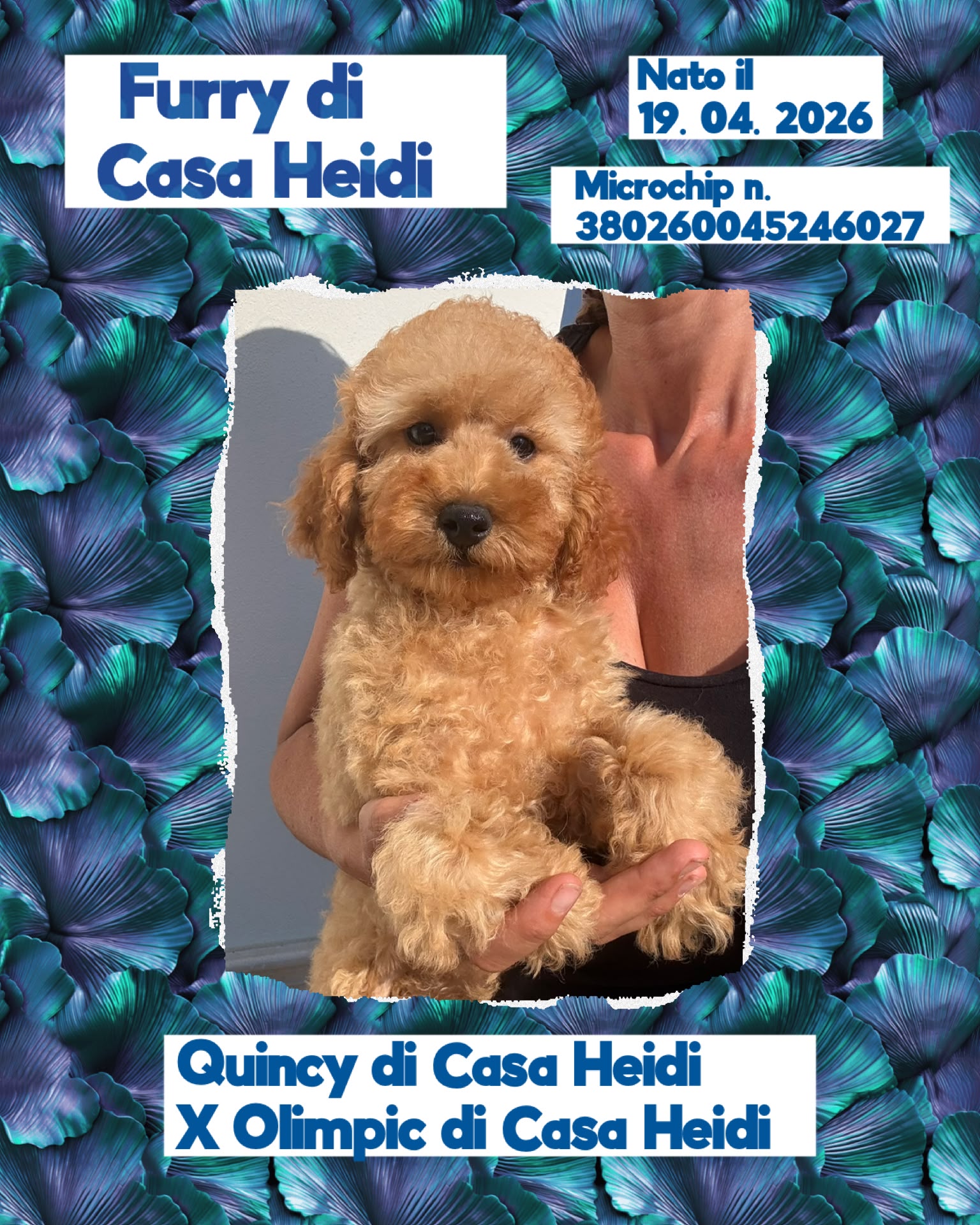 Furry di Casa Heidi, cucciolo di Barbone Nano