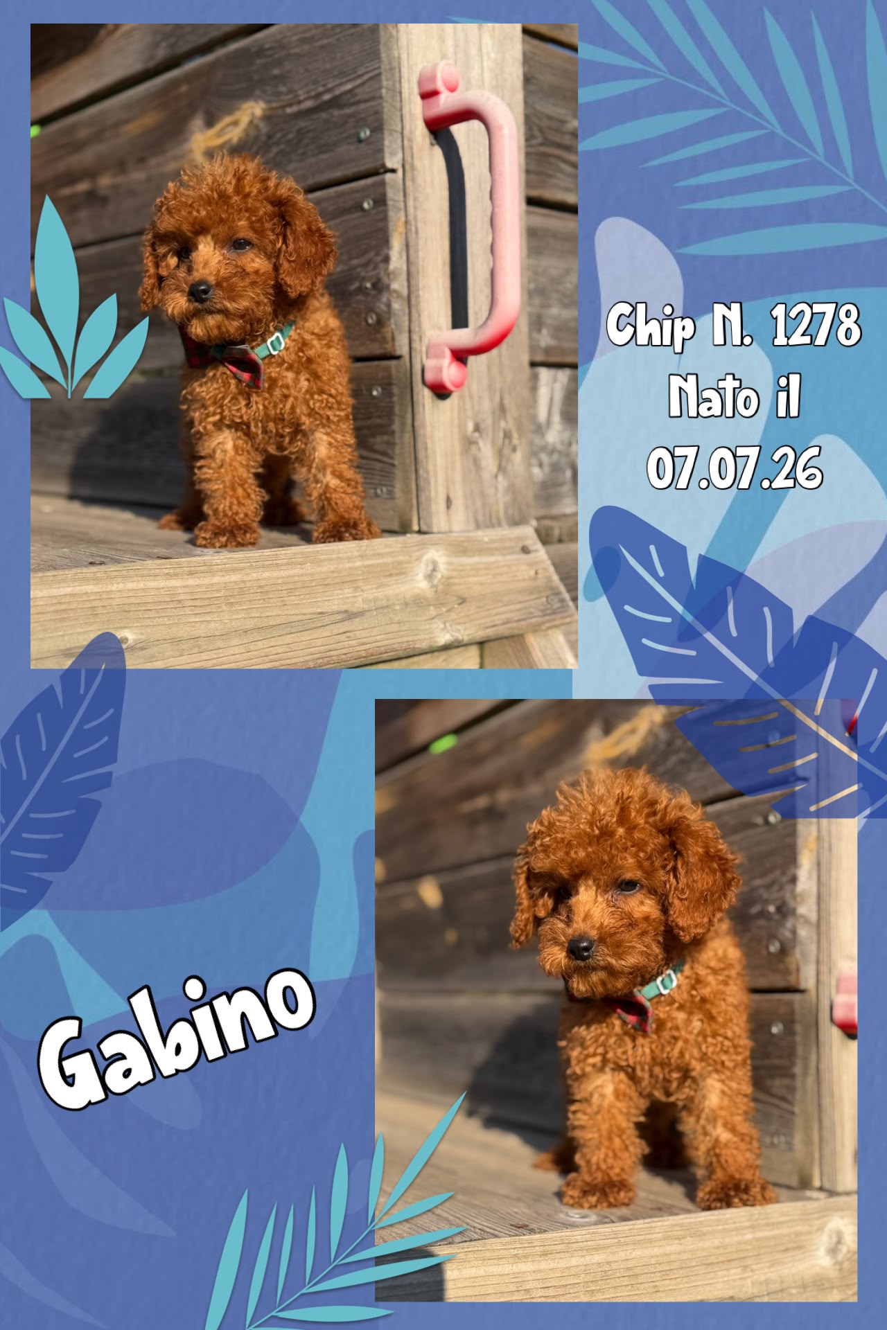 Gabino, cucciolo di Barbone Nano