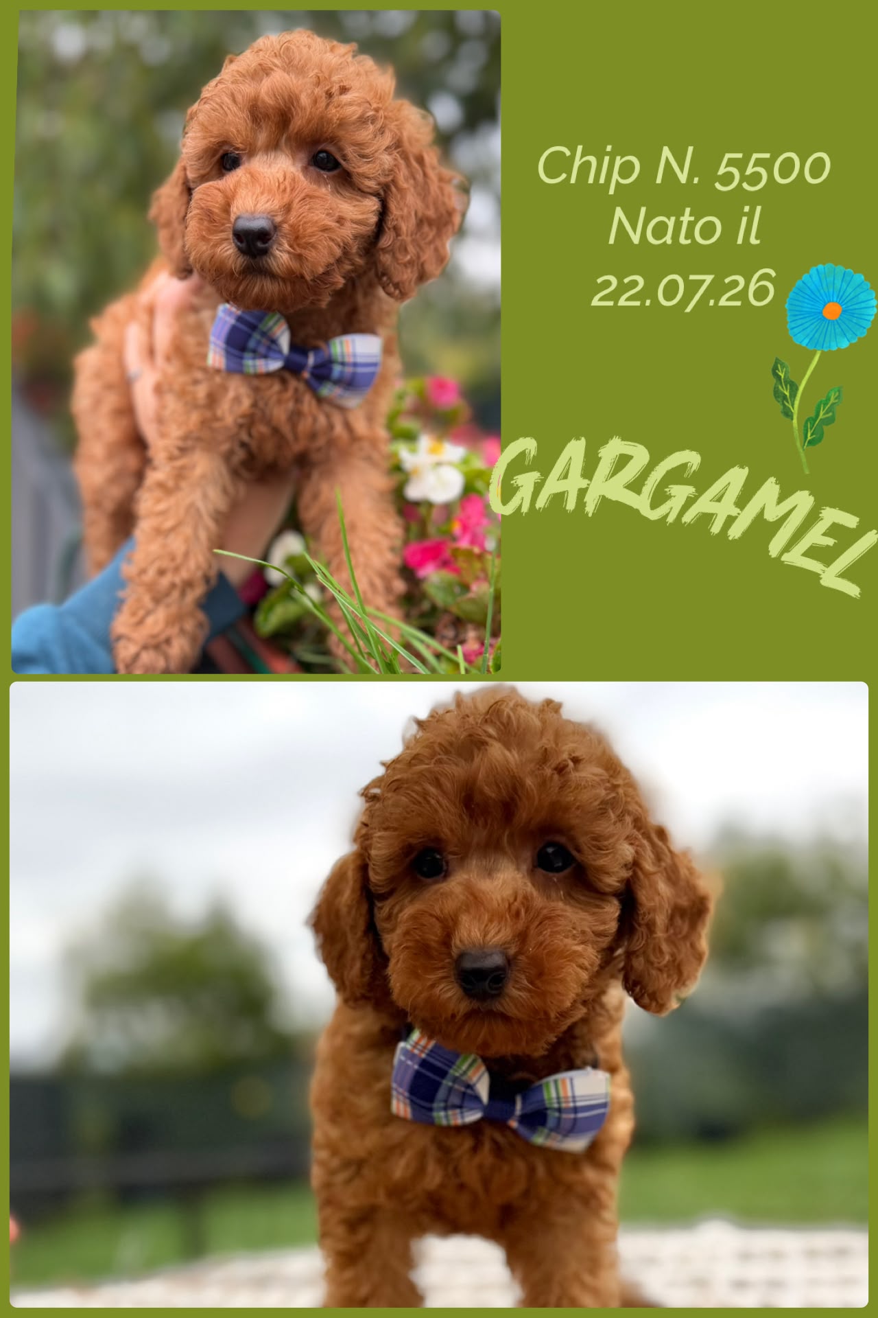 Gargamel, cucciolo di Barbone Nano