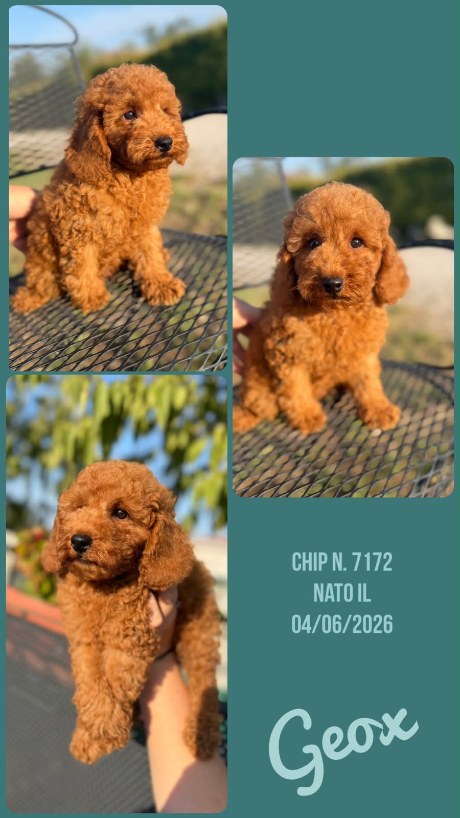 Geox, cucciolo di Barbone Nano