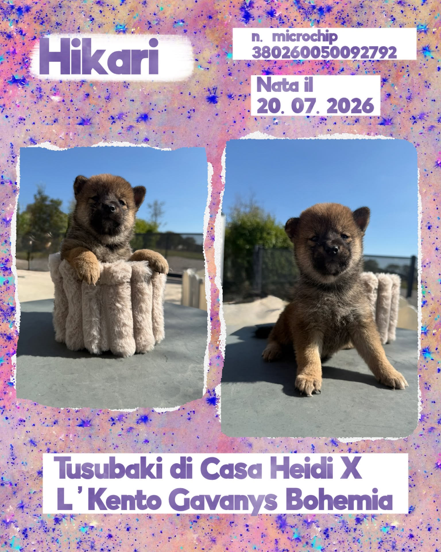 Hikari, cucciola di Shiba Inu