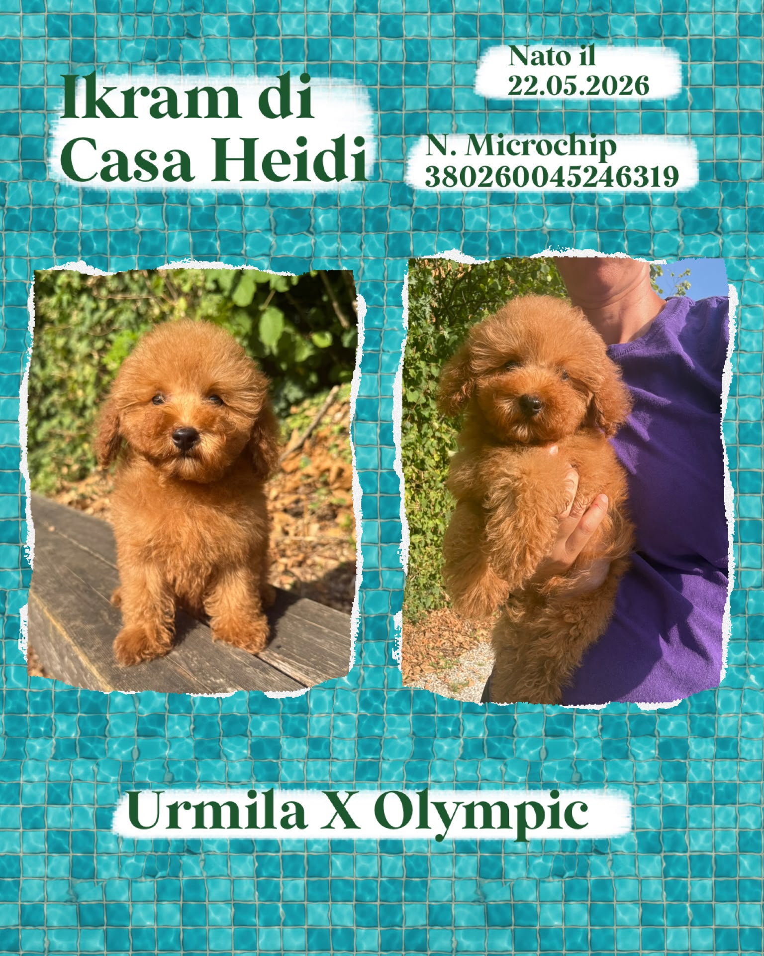 Ikram di Casa Heidi, cucciolo di Barbone Nano