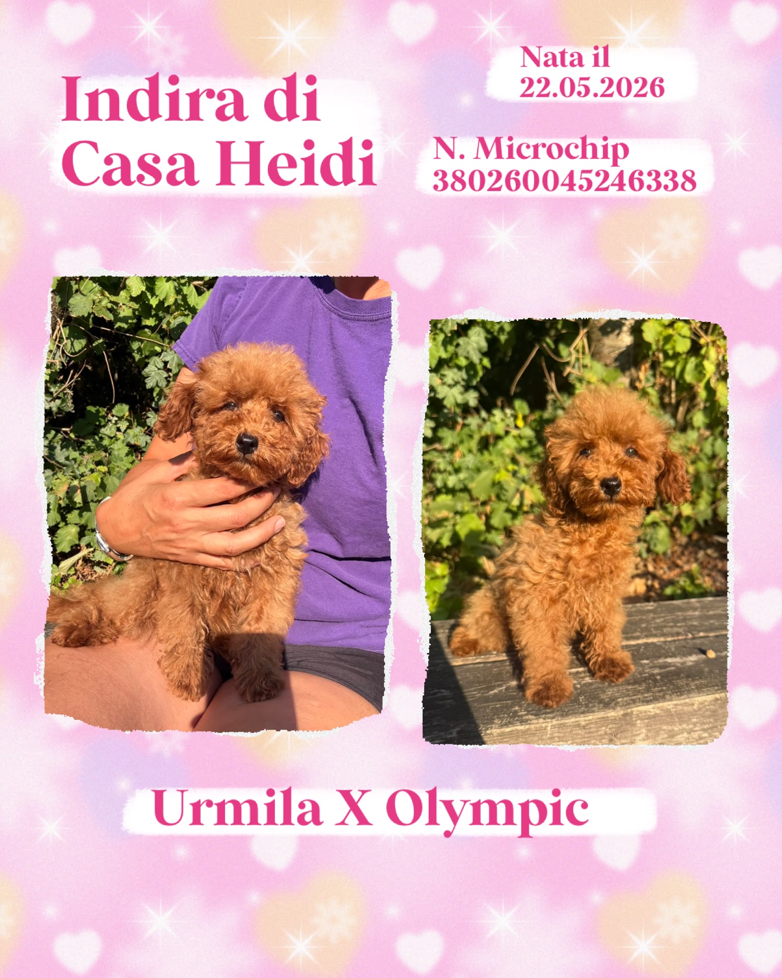 Indira di Casa Heidi, cucciola di Barbone Nano