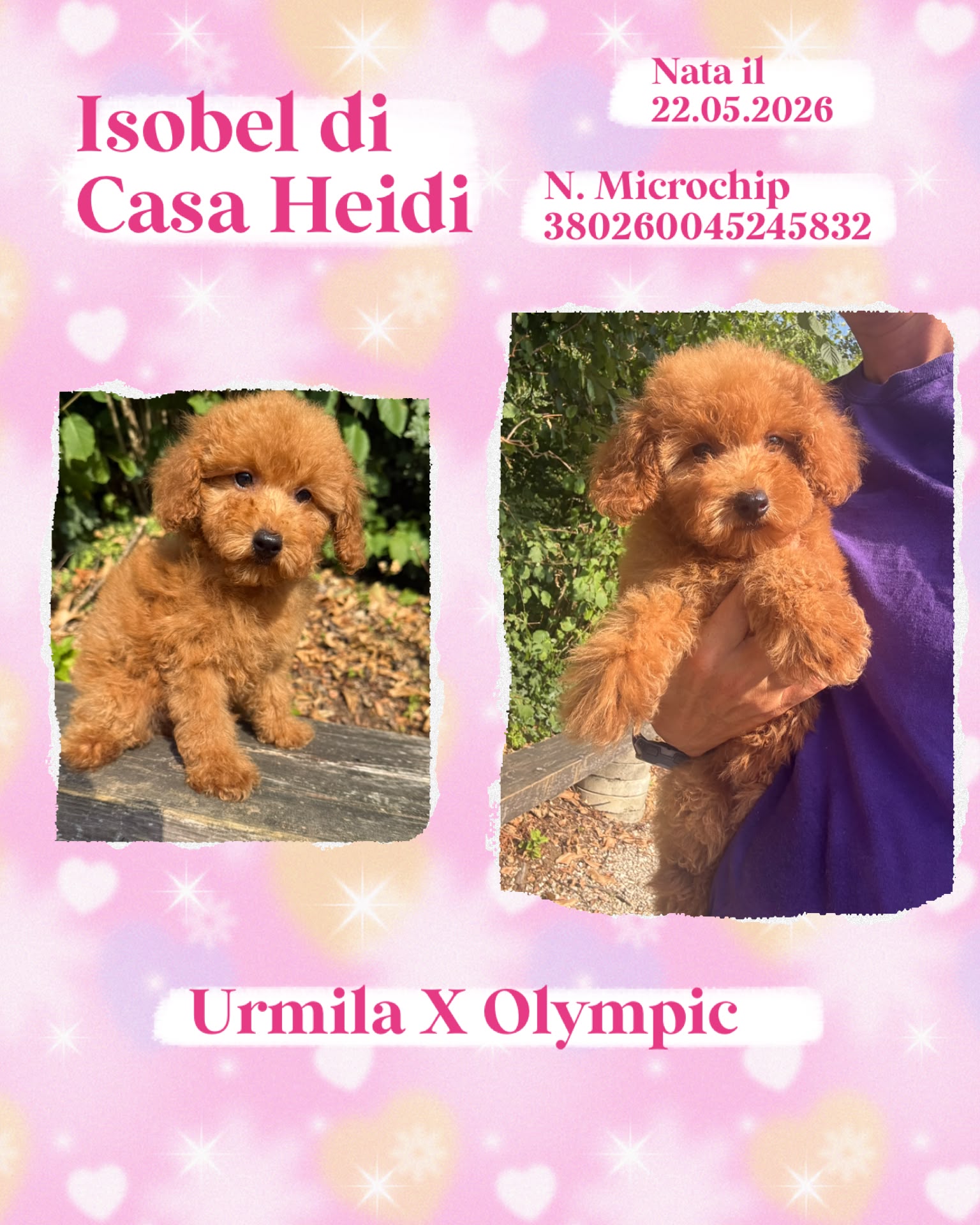 Isobel di Casa Heidi, cucciola di Barbone Nano