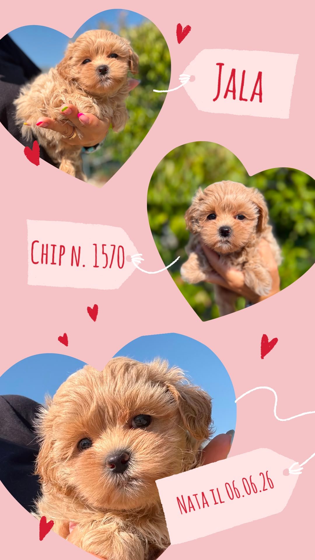 Jala, cucciola di Maltipoo